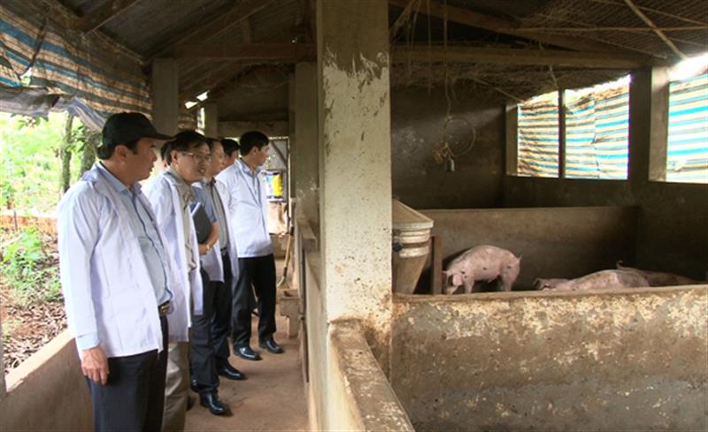 Lãnh đạo tỉnh kiểm tra các cơ sở chăn nuôi