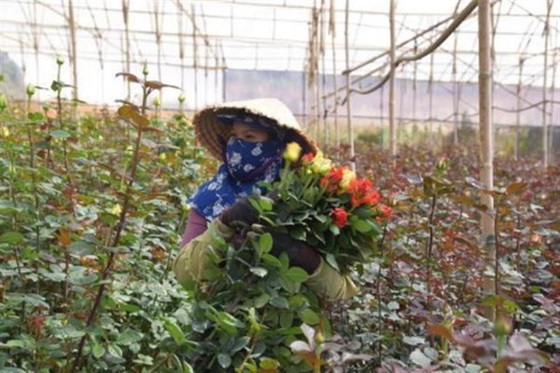 Nông dân thu hoạch hoa tại Làng hoa Vạn Thành
