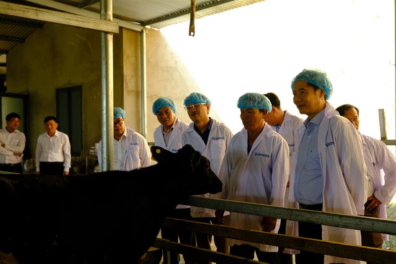 Đồng chí Quyền Bí thư Tỉnh ủy thăm mô hình chăn nuôi bò sữa tại huyện Cát Tiên.