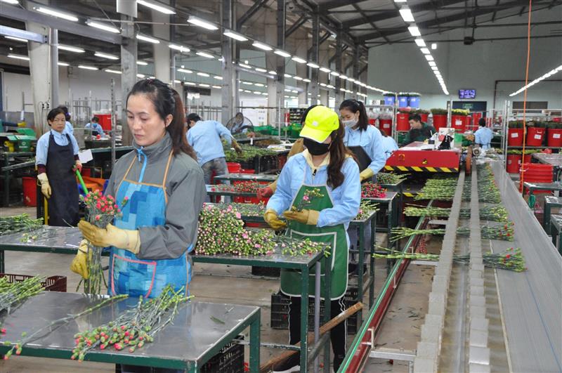 Hoa tươi xuất khẩu của tỉnh Lâm Đồng vẫn tiếp tục giảm