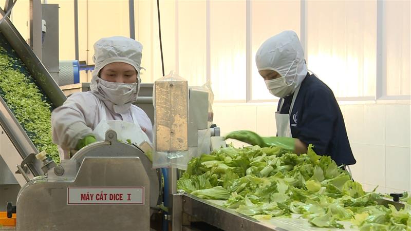 Các DN nông sản của tỉnh Lâm Đồng đang nỗ lực tái cấu trúc tháo gỡ khó khăn cho hoạt động xuất khẩ